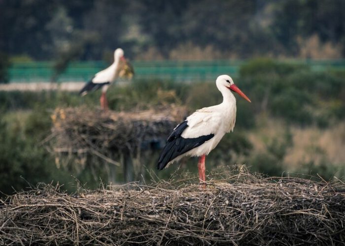 closeup-stork-standing-its-nest-with-another-stork_181624-47979
